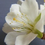Cseresznyeszilva-A higgadtság virága 