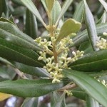 Olajfa-A megújulás virága